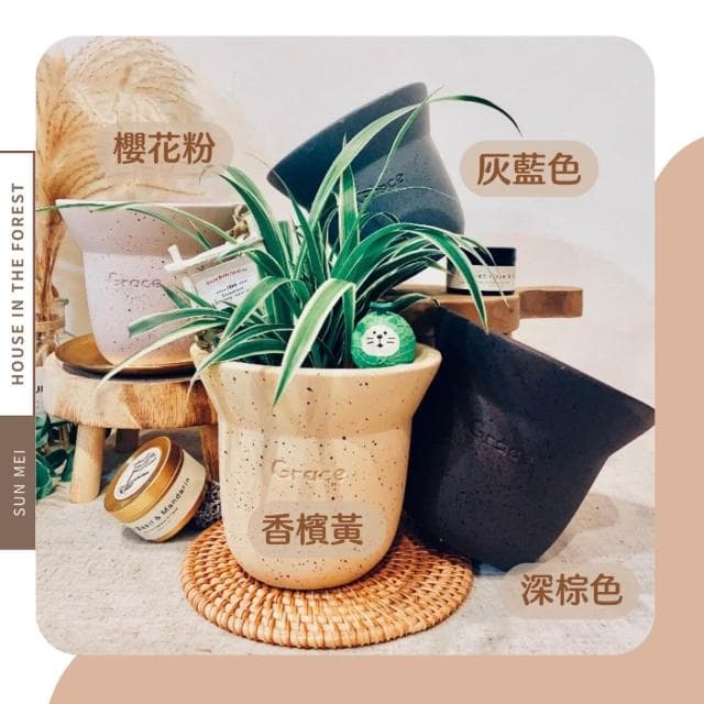 水泥盆 混色波點水泥盆 觀葉植物 多肉植物 塊根 仙人掌  盆器 花器  植栽 辦公室植栽