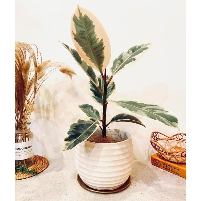 陶盆 日式侘寂橢圓盆 花器 花瓶 盆器 居家布置 居家裝飾 植物 植栽 觀葉 居家植物