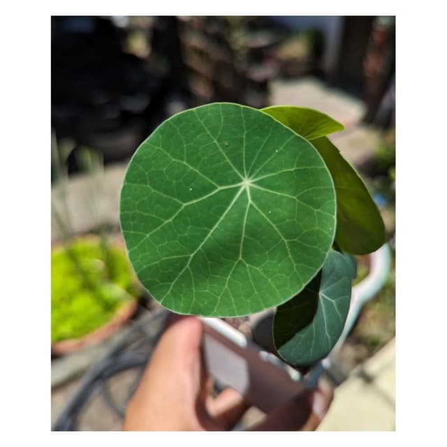 開心農元-觀葉植物- 特選植株！！ 圓葉山烏龜 🐢🐢🐢🐢🐢 塊根植物