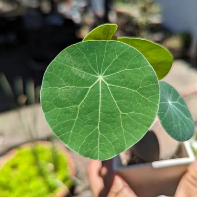 開心農元-觀葉植物- 特選植株！！ 圓葉山烏龜 🐢🐢🐢🐢🐢 塊根植物