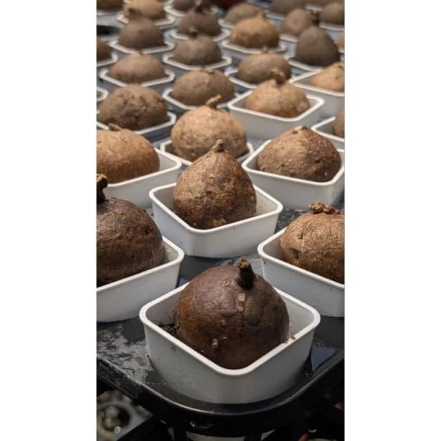 開心農元-觀葉植物- 特選植株！！ 圓葉山烏龜 🐢🐢🐢🐢🐢 塊根植物