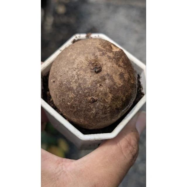 開心農元-觀葉植物- 特選植株！！ 圓葉山烏龜 🐢🐢🐢🐢🐢 塊根植物