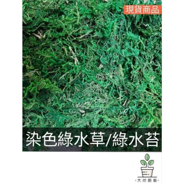 《大欣園藝》_綠水苔300公克(綠水苔 綠水草 蘭花 苔球植物 盆栽鋪面 綠水草 蘭花園藝裝飾草 多肉 組盆裝飾 青苔)