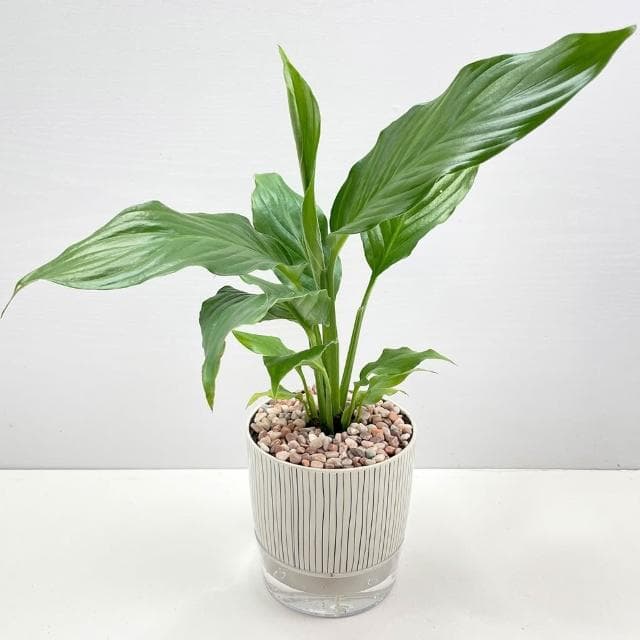 【小品文化】白鶴芋【現貨】4吋仿瓷免澆水盆栽 室內植物 室內盆栽 懶人盆栽 水培植物 水培盆栽 室內盆栽 觀葉植物