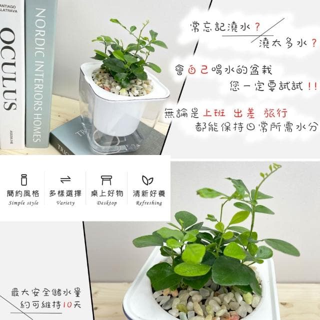 【小品文化】七里香【現貨】4吋透明懶人盆栽 加水更方便 觀葉植物 室內植物 自動吸水 水培 創意花盆 居家辦公盆花