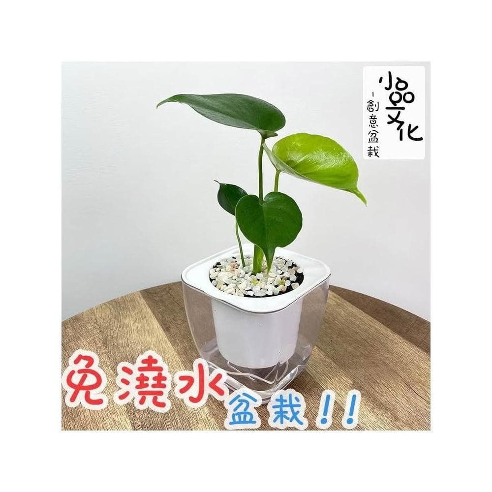 【小品文化】龜背竹【現貨】 4吋透明免澆水懶人盆栽 龜背芋 加水更方便 觀葉植物 室內植物 創意花盆 居家辦公盆花