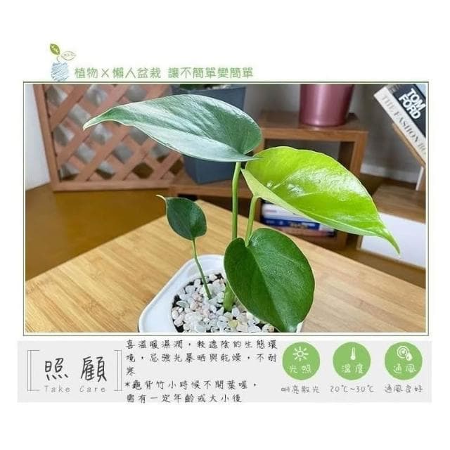 【小品文化】龜背竹【現貨】 4吋透明免澆水懶人盆栽 龜背芋 加水更方便 觀葉植物 室內植物 創意花盆 居家辦公盆花