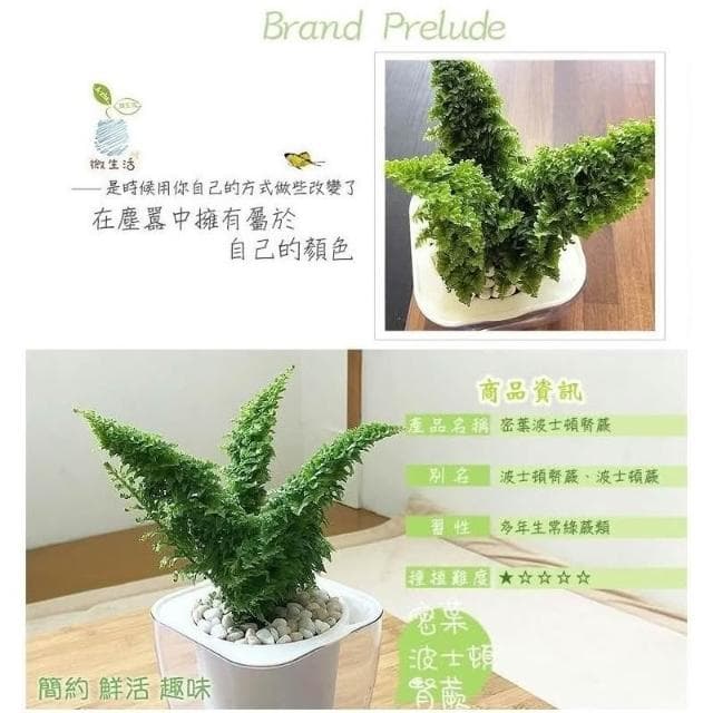 【小品文化】密葉波士頓腎蕨【現貨】4吋透明免澆水懶人盆栽 空氣淨化 加水更方便 觀葉植物 創意花盆 居家辦公盆花 種子