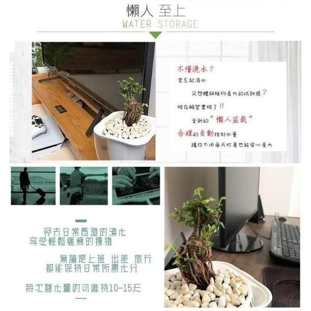 【小品文化】榆樹【現貨】4吋透明懶人盆栽 加水更方便 觀葉植物 陽台植物 自動吸水 水培 創意花盆 居家辦公盆花 種子