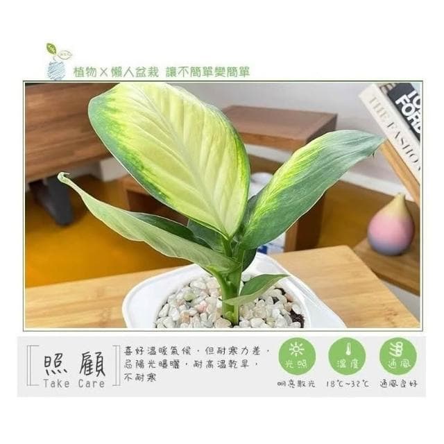【小品文化】瑪莉安粉黛【現貨】4吋透明免澆水盆栽 懶人盆栽 觀葉植物 室內植物 自動吸水 創意花盆 居家辦公盆花