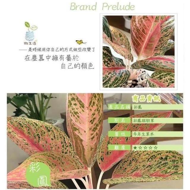 【小品文化】彩鳳【現貨】4吋透明懶人盆栽 加水更方便 觀葉植物 室內植物 自動吸水 創意花盆 居家辦公盆花 種子
