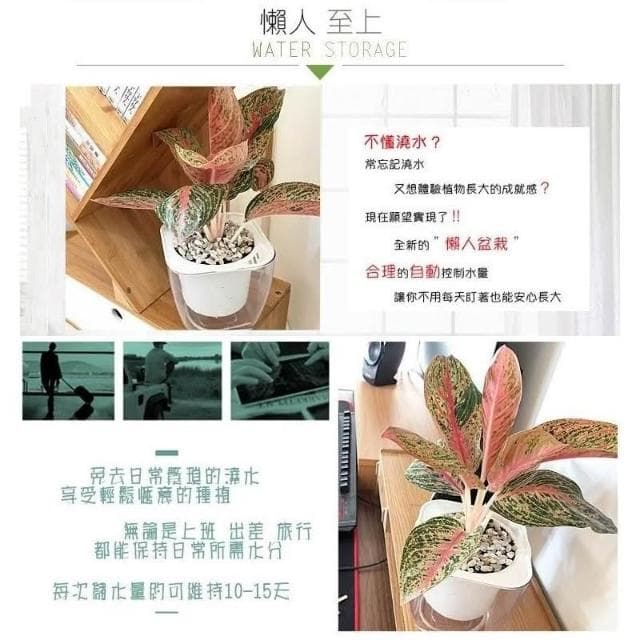 【小品文化】彩鳳【現貨】4吋透明懶人盆栽 加水更方便 觀葉植物 室內植物 自動吸水 創意花盆 居家辦公盆花 種子