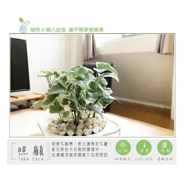 【小品文化】常春藤【現貨】4吋透明懶人盆栽 加水更方便 觀葉植物 室內植物 自動吸水 空氣淨化 創意花盆 居家辦公盆花