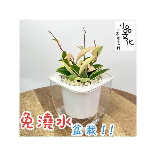 【小品文化】白斑毬蘭【現貨】4吋透明免澆水懶人盆栽 簡單好種植 觀葉植物 陽台植物 自動吸水 創意花盆 居家辦公盆花