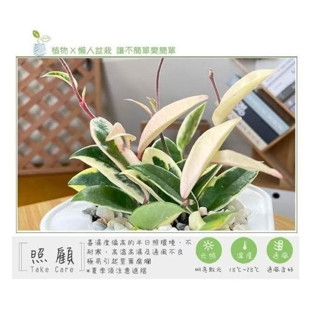 【小品文化】白斑毬蘭【現貨】4吋透明免澆水懶人盆栽 簡單好種植 觀葉植物 陽台植物 自動吸水 創意花盆 居家辦公盆花