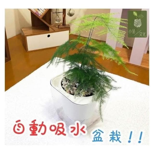 【小品文化】文竹【現貨】4吋透明懶人盆栽 加水更方便 觀葉植物 室內植物 自動吸水 水培 創意花盆 居家辦公盆花 種子