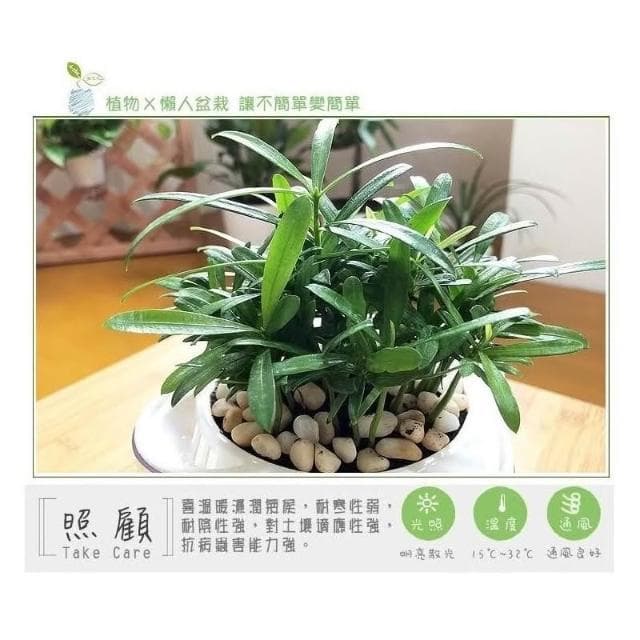 【小品文化】羅漢松【現貨】4吋透明懶人盆栽 加水更方便 觀葉植物 室內植物 自動吸水 水培 花盆 居家辦公盆花 種子