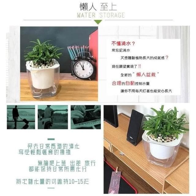 【小品文化】羅漢松【現貨】4吋透明懶人盆栽 加水更方便 觀葉植物 室內植物 自動吸水 水培 花盆 居家辦公盆花 種子
