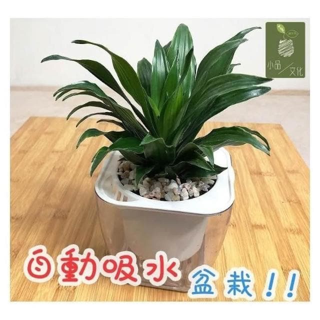 【小品文化】阿波羅【現貨】4吋透明懶人盆栽 加水更方便 觀葉植物 空氣淨化 水培 創意花盆 居家辦公盆花 種子