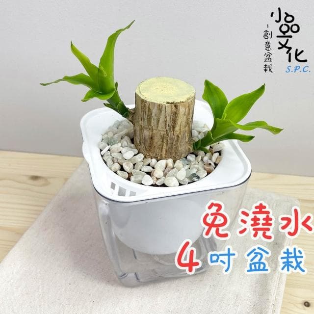 【小品文化】巴西鐵樹【現貨】4吋透明免澆水盆栽 室內植物 辦公室盆栽 懶人盆栽 水培植物 水培盆栽 植栽