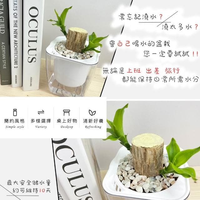 【小品文化】巴西鐵樹【現貨】4吋透明免澆水盆栽 室內植物 辦公室盆栽 懶人盆栽 水培植物 水培盆栽 植栽