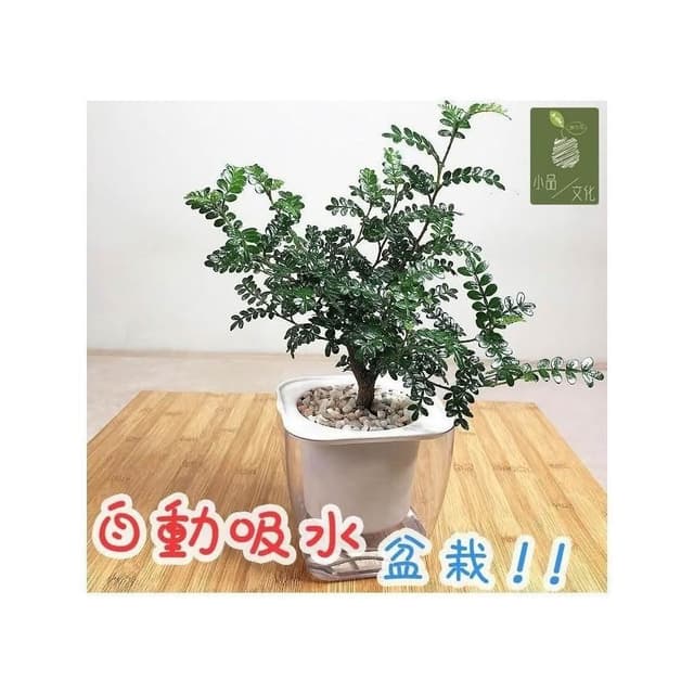 【小品文化】胡椒木【現貨】4吋透明免澆水盆栽 加水更方便 觀葉植物 室內植物 自動吸水 水培創意花盆 居家辦公盆花