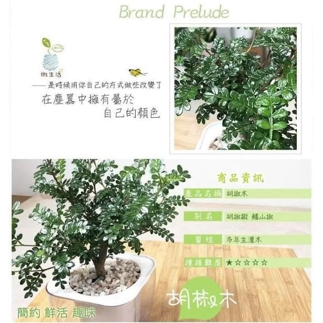 【小品文化】胡椒木【現貨】4吋透明免澆水盆栽 加水更方便 觀葉植物 室內植物 自動吸水 水培創意花盆 居家辦公盆花