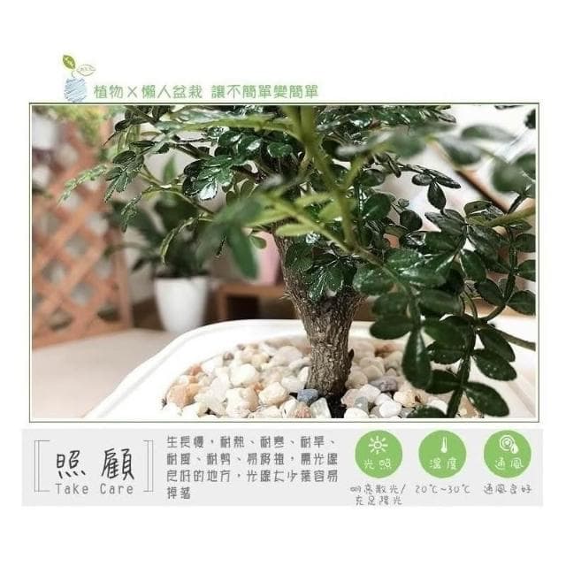 【小品文化】胡椒木【現貨】4吋透明免澆水盆栽 加水更方便 觀葉植物 室內植物 自動吸水 水培創意花盆 居家辦公盆花