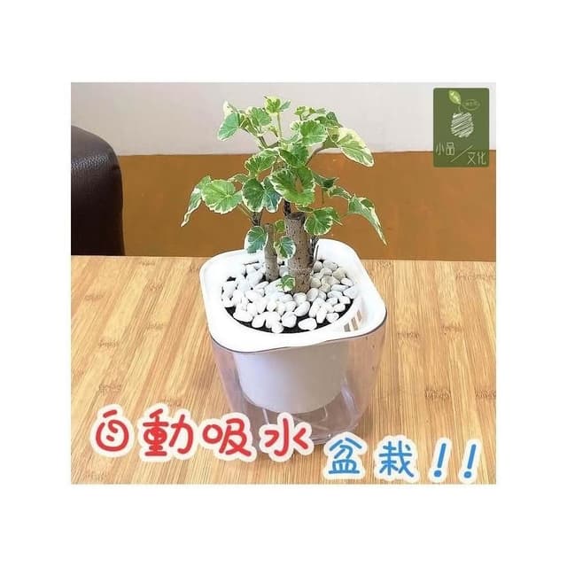 【小品文化】白雪福祿桐【現貨】4吋透明懶人盆栽 白斑川七 加水更方便 觀葉植物 自動吸水 水培 創意花盆 居家辦公盆花