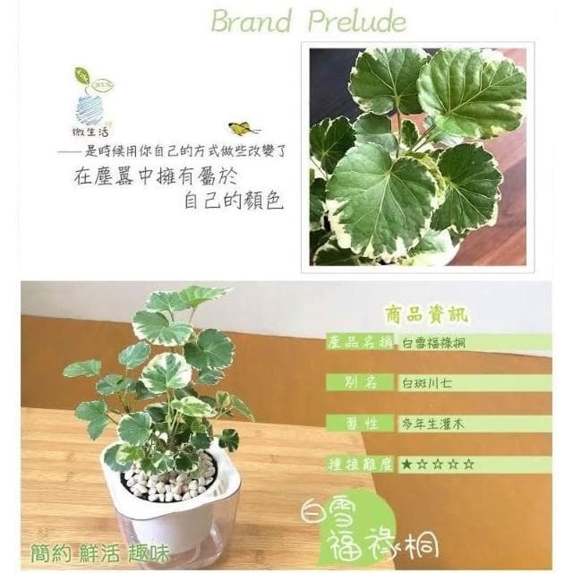 【小品文化】白雪福祿桐【現貨】4吋透明懶人盆栽 白斑川七 加水更方便 觀葉植物 自動吸水 水培 創意花盆 居家辦公盆花
