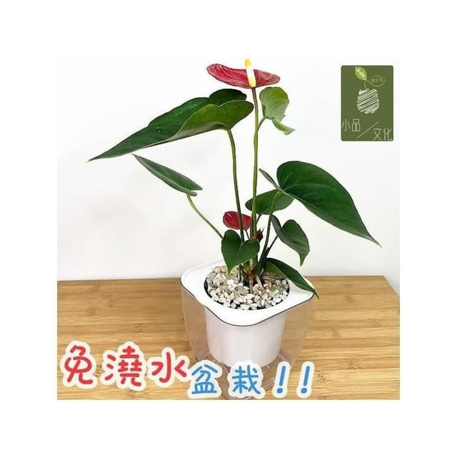 【小品文化】紅火鶴【現貨】4吋透明懶人盆栽 加水更方便 觀葉植物 陽台植物 自動吸水 水培 創意花盆 居家辦公盆花