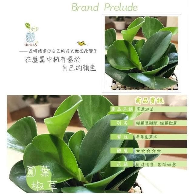 【小品文化】圓葉椒草【現貨】4吋透明懶人盆栽 加水更方便 觀葉植物 室內植物 自動吸水 創意花盆 居家辦公盆花 種子