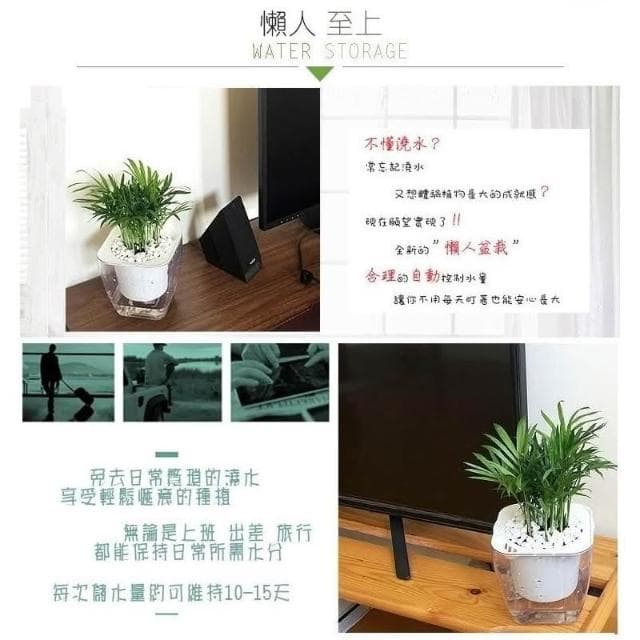 【小品文化】袖珍椰子【現貨】4吋透明懶人盆栽 加水更方便 觀葉植物 室內植物 自動吸水 水培 花盆 居家辦公盆花 種子