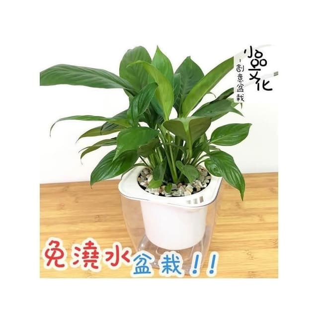 【小品文化】白鶴芋【現貨】4吋透明懶人盆栽 空氣淨化 加水更方便 觀葉植物 室內植物 水培 創意花盆 居家辦公盆花