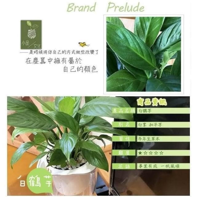 【小品文化】白鶴芋【現貨】4吋透明懶人盆栽 空氣淨化 加水更方便 觀葉植物 室內植物 水培 創意花盆 居家辦公盆花
