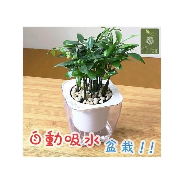 【小品文化】竹柏【現貨】4吋透明懶人盆栽 加水更方便 觀葉植物 室內植物 自動吸水 水培 花盆 居家辦公盆花 種子