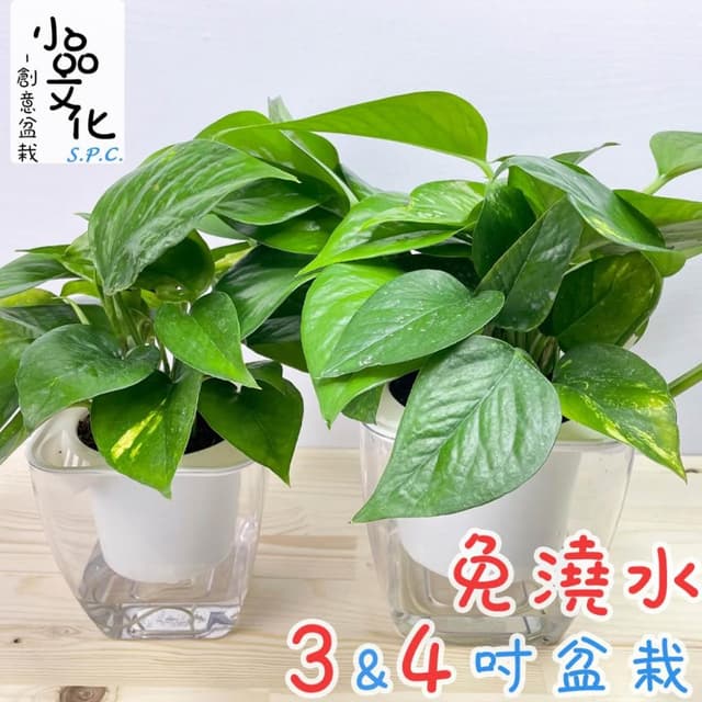 【小品文化】黃金葛【現貨】4吋透明免澆水盆栽 淨化空氣植物 廁所植物 室內植物 辦公室盆栽 懶人盆栽 水培植物 水培盆栽