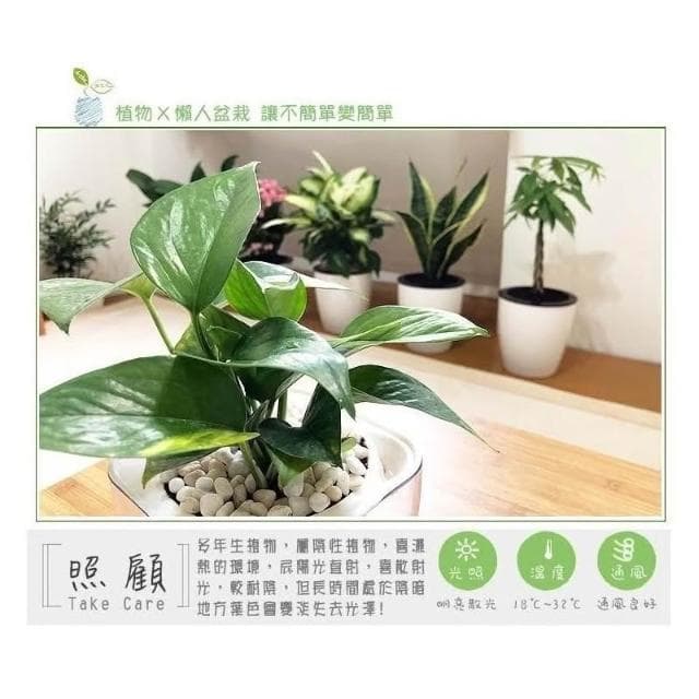 【小品文化】黃金葛【現貨】4吋透明免澆水盆栽 淨化空氣植物 廁所植物 室內植物 辦公室盆栽 懶人盆栽 水培植物 水培盆栽