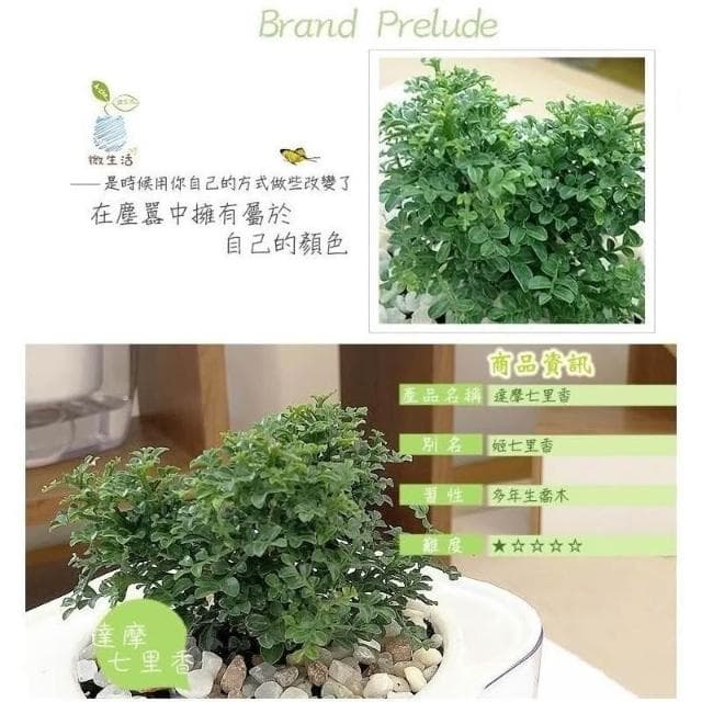 【小品文化】達摩七里香【現貨】4吋透明懶人盆栽 加水更方便 觀葉植物 室內植物 自動吸水 創意花盆 居家辦公盆花 種子