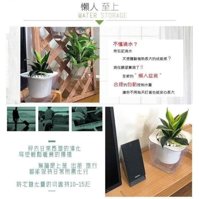 【小品文化】金邊虎尾蘭【現貨】4吋透明懶人盆栽 加水更方便 觀葉植物 室內植物 自動吸水 水培 創意花盆 居家辦公盆花