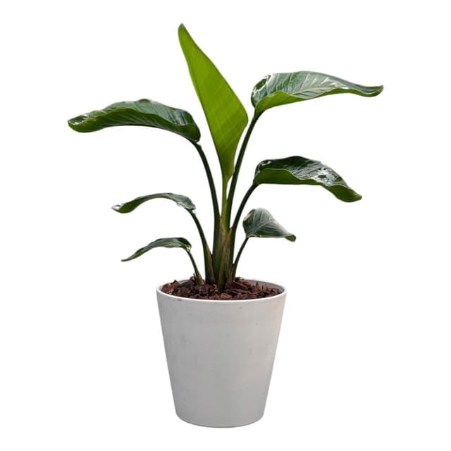 開心農元 觀葉植物 白花天堂鳥 白色盆栽