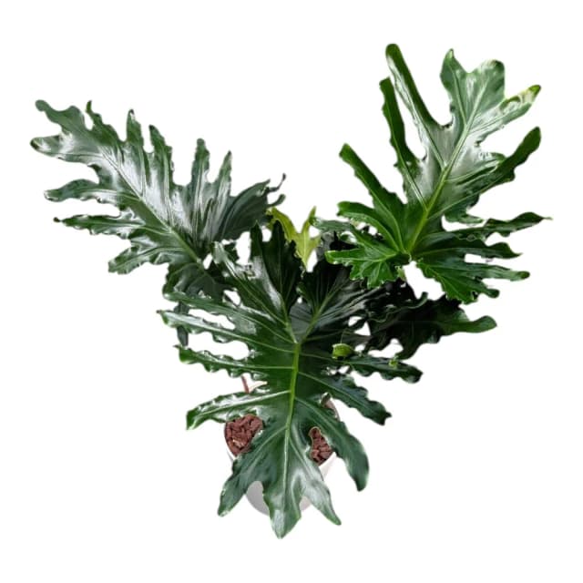 開心農元 觀葉植物 小天使蔓綠絨 白色盆栽