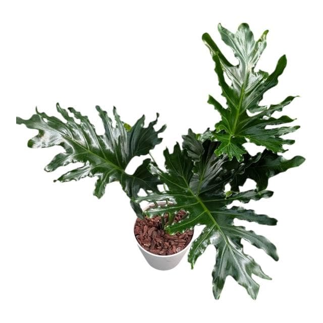 開心農元 觀葉植物 小天使蔓綠絨 白色盆栽