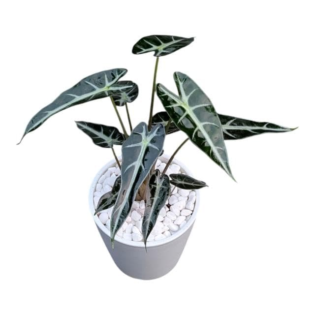 開心農元 觀葉植物 小仙女觀音蓮 白色盆栽