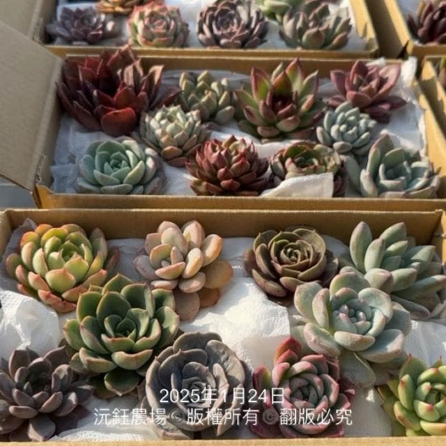 沅鈺農場   多肉植物   韓國多肉箱/多肉便當盒/砍頭植物/隨機出貨無法給名稱