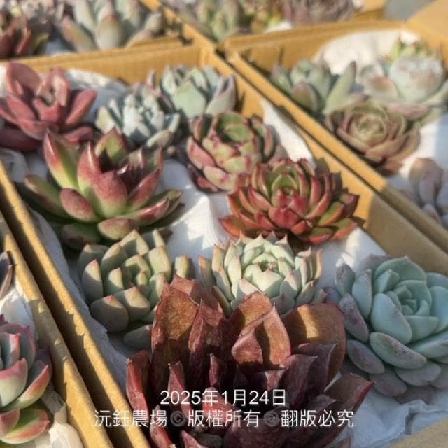 沅鈺農場   多肉植物   韓國多肉箱/多肉便當盒/砍頭植物/隨機出貨無法給名稱
