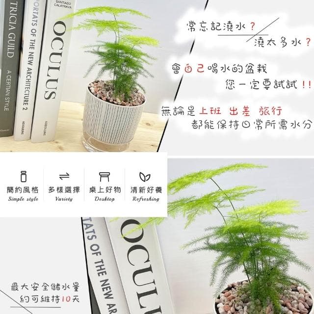 文竹【現貨】4吋仿瓷免澆水盆栽 室內植物 室內盆栽 懶人盆栽 水培植物 水培盆栽 室內盆栽 觀葉植物