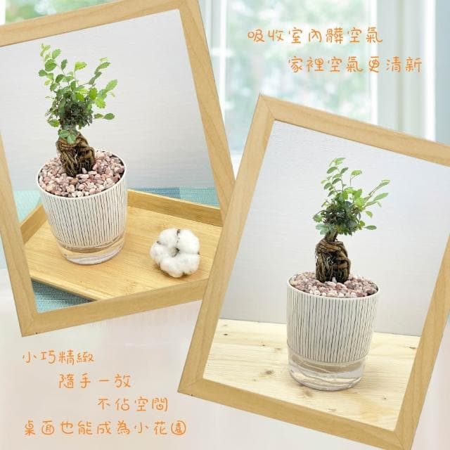 【小品文化】榆樹【現貨】4吋仿瓷免澆水盆栽 室內植物 室內盆栽 懶人盆栽 水培植物 水培盆栽 室內盆栽 觀葉植物