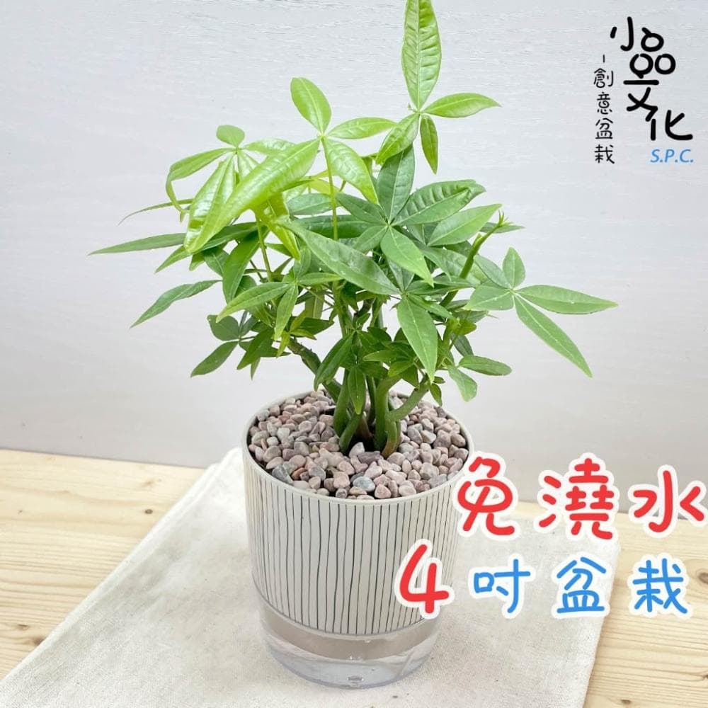 【小品文化】森林馬拉巴栗【現貨】4吋仿瓷免澆水盆栽 室內植物 室內盆栽 懶人盆栽 水培植物 水培盆栽 室內盆栽 觀葉植物