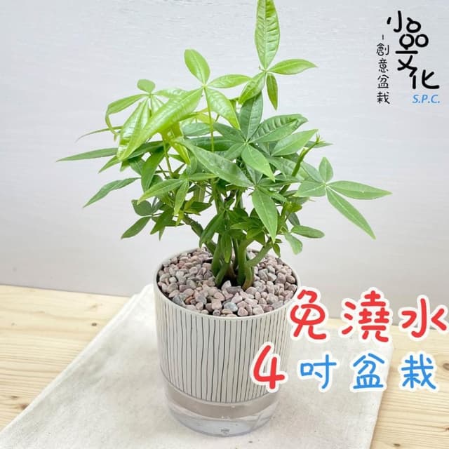 【小品文化】森林馬拉巴栗【現貨】4吋仿瓷免澆水盆栽 室內植物 室內盆栽 懶人盆栽 水培植物 水培盆栽 室內盆栽 觀葉植物